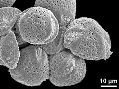 dry pollen grains