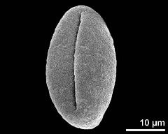 dry pollen grain in equatorial view