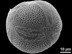 hydrated pollen,pantocolpate