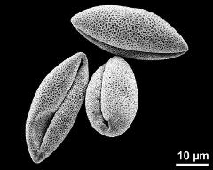 dry pollen grains