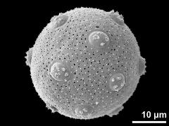 hydrated pollen grain