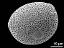 hydrated pollen