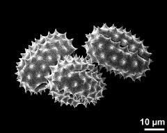 dry pollen grains