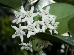 flowers of Hoya australis