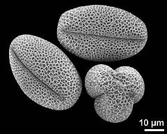 dry pollen grains