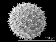 hydrated pollen