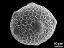 hydrated pollen grain