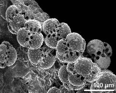 dry tetrads