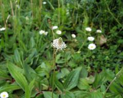 flowers of Plantago media