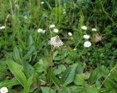 flowers of Plantago media