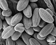 dry pollen grains