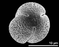 polar view (dry pollen grain)