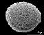 hydrated pollen grain