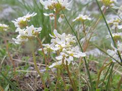 habitus