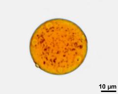 detection of starch