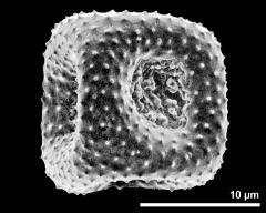 dry pollen grain