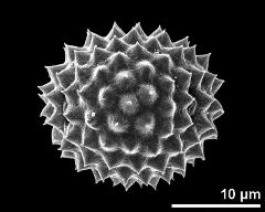 hydrated pollen, equatorial view