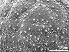 exine surface of dry pollen grain