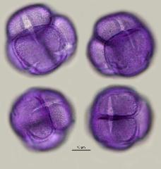 hydrated pollen