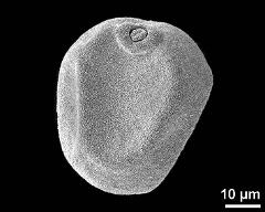 dry pollen grain in equatorial view