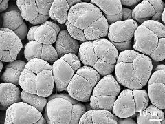 hydrated tetrads (forming pollinium)