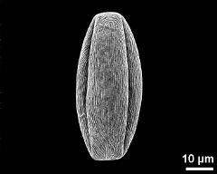 dry pollen grain in equatorial view