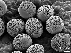 hydrated pollen grains