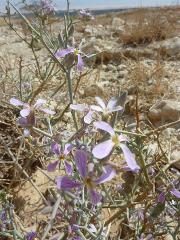 flower(s),inflorescence(s)