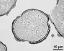 pollen grain in cross section