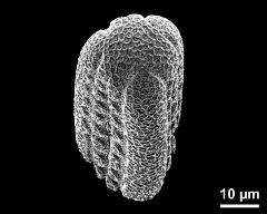 polar view of dry pollen grain