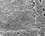 detail of sulcus