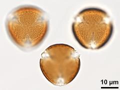 acetolyzed pollen,polar view