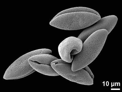 dry pollen