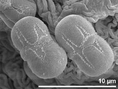 2 pollen grains in equatorial view