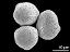 hydrated pollen grains