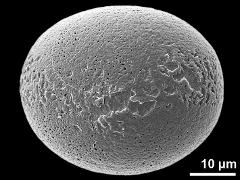 polar distal view (sulcate grain)