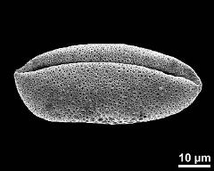 dry pollen grain in slightly oblique polar view (distal)