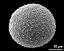 hydrated pollen grain