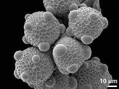 hydrated pollen