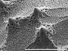 exine surface