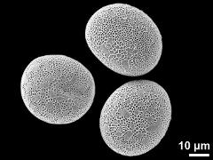 hydrated pollen grains