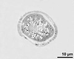 pollen grain in cross section