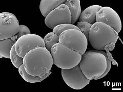 dry pollen