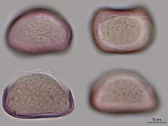 hydrated pollen