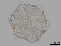 hydrated pollen,polar view