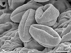 dry pollen grains (short-styled morph)