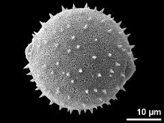 hydrated pollen