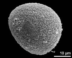 hydrated pollen grain