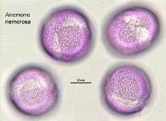 hydrated Pollen