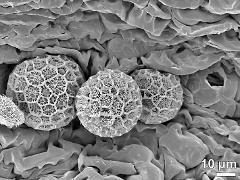 hydrated pollen grains